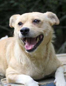 Inessa möchte eigenes Kuschelkörbchen - Schwabach