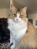 Maine-Coone / Ragdoll Katze abzugeben in 06110