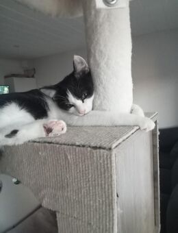 Kitten abzugeben+ 2 Kater - Oelde