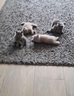 BKH KITTEN - Bremen