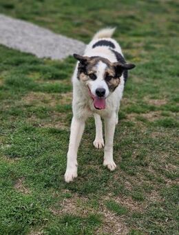 Auch ältere große 🐕 brauchen ♥️ OZMO - München