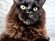 Zauberhafter Maine Coon Kater Mainecoon reinrassig - Hannover