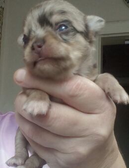 Chihuahua 2 Mädchen 2 jungen lang Haar - Hannover