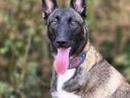 Kenya lebensfrohes Malinois Mädchen10/24 - Ruppertsecken