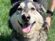 Freundlicher MICKY sucht Zuhause - Gefrees