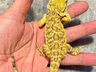 Bartagame (pogona vitticeps) Weibchen Citrus Leatherback NZ 7/2024 - Hamburg Wandsbek