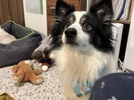 💜Jerry 💜8 Jahre Kleinspitz - Kassel