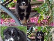 Mini Australian Shepherd Welpe (Rüde) - Nieheim