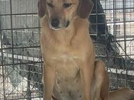 Gladys sucht ein liebevolles Zuhause - Blankenheim (Nordrhein-Westfalen)