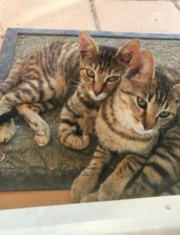 Lea und Kyra aus dem Tierschutz - Grevenbroich