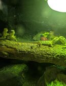 Zwergbartagamen Männchen sucht neues Zuhause (Nachwuchs) in 41236