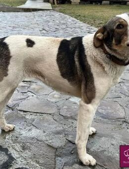 Cara wartet auf dich! - Spenge