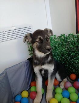 💚 Fröhlicher Junghund Jake 💚 - Eislingen (Fils)