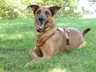 Amy-Ma - Mali-Schäferhund-Mix - 7 Jahre - Tierhilfe Franken e.V. - Lauf (Pegnitz) Zentrum