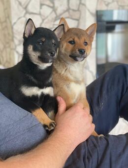 Shiba Inu Welpen Reinrassig ABGABEBEREIT - Hille