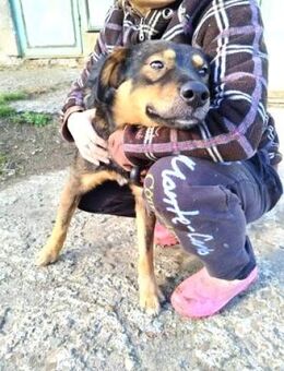 Sensibler - ARNOLD - sucht dringendst !! - Kempen