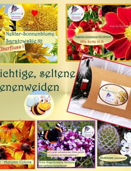 ♥ BIO 5 seltene und wichtige Bienenweiden ,samenfest,Tulpenstolz, Raritäten, Nikolaus,Weihnachten,Geschenk,Mitbringsel,Sonnenblume, - Hamburg