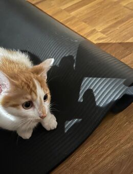 Katzenbaby Rot Weiß gefleckt - Kappel-Grafenhausen