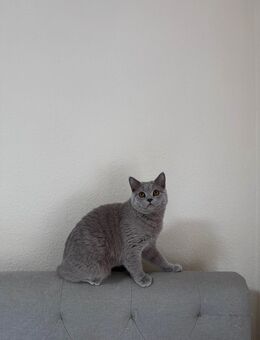 Wünderschöner bkh kater abzugeben - Dortmund