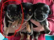 Chihuahua Mischling Welpe - Delmenhorst