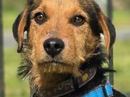 Walter sucht ein Zuhause - Linden (Hessen)