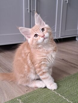 Maine Coon Kitten - Hohenpolding