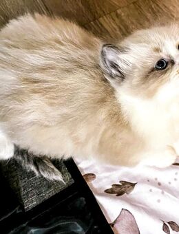 Nur noch 2 zauberhafte Ragdoll ähnl. Heilige Birma Kitten! Katzenbabys / Babykatze - Neu Wulmstorf