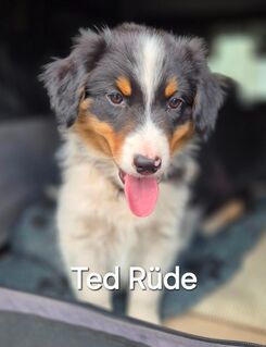 Australian Shepherd