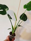 Monstera deliciosa Thai Constelation in 35274