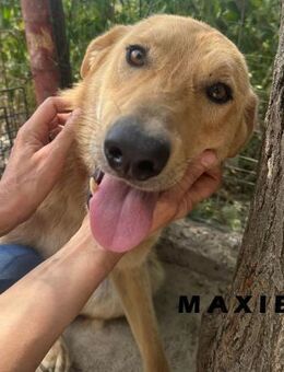 🐾❤️ MAXI, liebenswertes Hundemädchen - Eichendorf