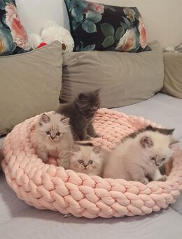 Wunderschöne Britisch Langhaar Kitten abzugeben - Abholung. - München