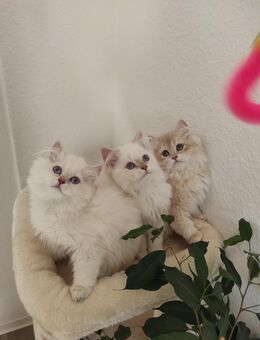 Britisch Longhair Kitten suchen ein liebevolles neues Zuhause - Weißenfels