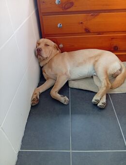 Labrador Mix - Bad Endbach
