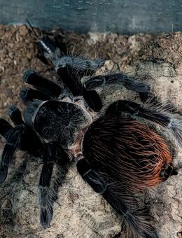 Brachypelma vagan - Paderborn