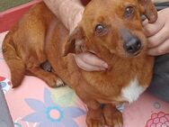 Ina, a.d.Tierschutz, kleine zarte Hündin sucht Happy-Home - Boxberg (Oberlausitz)