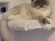 Ragdoll Kater Deckkater - Ansbach