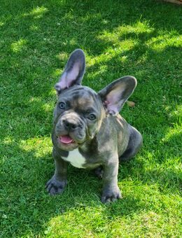 Französische Bulldogge Welpen, 2 Rüden sind noch frei! - Krefeld