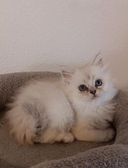 Süße Maine-Coon – Perser/ Perser Katzenbabys, Babykatzen, Kitten, Katzen Perserkatze, cats - Berlin Steglitz-Zehlendorf