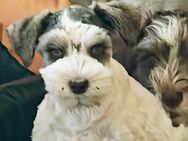 Zwergschnauzer Hündin, gescheckt - Admannshagen-Bargeshagen