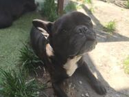 🐾 Zen Französische Bulldogge sucht ei - Kassel