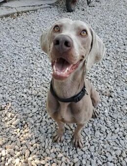 HUGO ca. 3 J. aktiver Weimaranerrüde - Gelnhausen