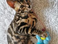 Lady Luna - exklusive reinrassige Bengalkatze sucht Zuhause! - Ludwigsburg