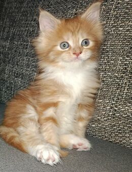 Maine coon Kätzchen - Bad Tennstedt