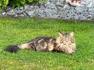 Maine Coon mit Stammbaum - Wörth (Rhein)