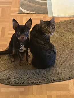 Chihuahua Simba - Schwelm
