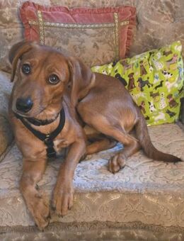 Maico (zur Pflege in 59423 Unna) - Oldenburg