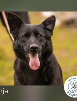 Sonja: Hundemama sucht Zuhause - Kirchzell