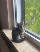 einen prinzessin katze sucht ein neues Zuhausel in 58452
