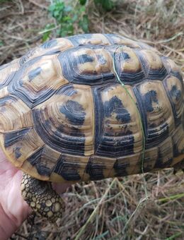 Weibchen der Griechischen Landschildkröten (Thb) eierlegend - Wittichenau