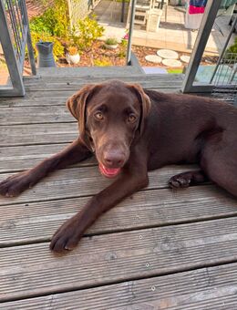 Lenny sucht liebvolles Zuhause - Werl Zentrum